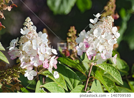 Blossoms of a Hydrangea Blossoms of a Hydrangea 140709580