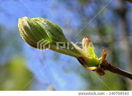 bud of a horse chestnut tree bud of a horse chestnut tree 140709593