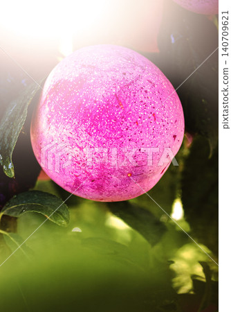 Close-up of a vibrant pink plum on a tree branch Close-up of a vibrant pink plum on a tree branch 140709621