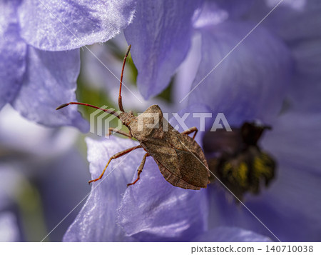 Brown Stink Bug Macro on Purple Flower Petal Brown Stink Bug Macro on Purple Flower Petal 140710038