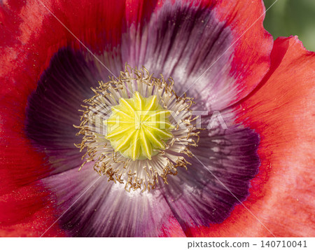 Macro Close-Up Of Red Poppy Flower Center With Yellow Stamen And Purple Eye Pattern Macro Close-Up Of Red Poppy Flower Center With Yellow Stamen And Purple Eye Pattern 140710041