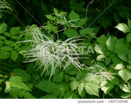 宮城縣仙台野花園獅子園中常見的日本報春花(Aruncus dioicus)。 宮城縣仙台野花園獅子園中常見的日本報春花(Aruncus dioicus)。 140710046