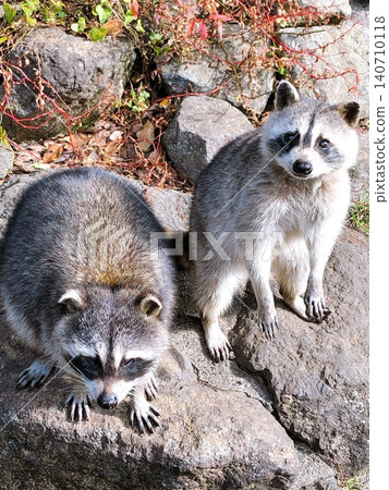 raccoon raccoon 140710118