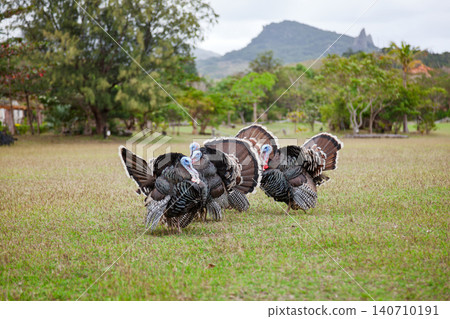 Free range turkeys foraging on grassy field Free range turkeys foraging on grassy field 140710191