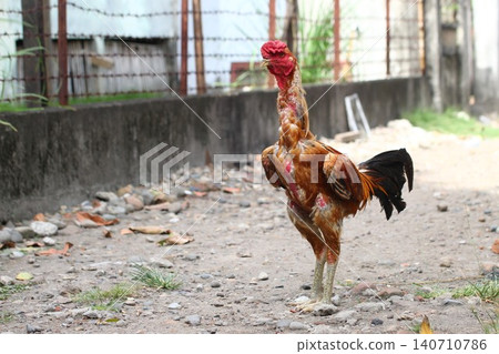 Muscular Gamecock Rooster Standing Alertly on a Dirt Path Outdoors by a Concrete Wall Muscular Gamecock Rooster Standing Alertly on a Dirt Path Outdoors by a Concrete Wall 140710786