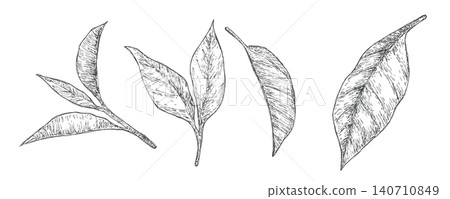 手繪茶葉插圖 手繪茶葉插圖 140710849