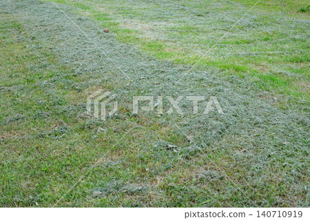 Mown grass swaths on backyard lawn texture, green garden meadow field after mowing maintenance service close up Mown grass swaths on backyard lawn texture, green garden meadow field after mowing maintenance service close up 140710919