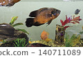 Tiger oscar fish and spotted pleco swimming in a decorated freshwater home aquarium tank. 140711089