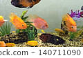 Bright orange blood parrot cichlids swimming in a decorated home aquarium tank with green plants. 140711090