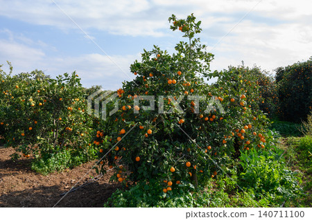 Lush orange grove with ripe fruits under a bright blue sky afternoon sunlight Lush orange grove with ripe fruits under a bright blue sky afternoon sunlight 140711100