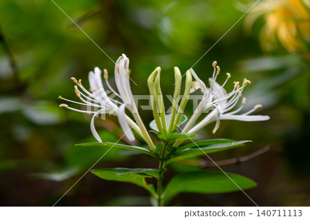 Japanese honeysuckle Lonicera japonica fast growing woody vine close up of highly fragrant flowers Japanese honeysuckle Lonicera japonica fast growing woody vine close up of highly fragrant flowers 140711113