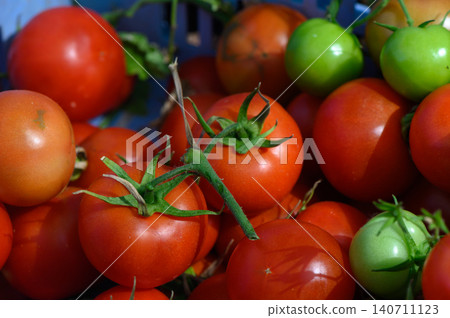Freshly harvested ripe and green tomatoes gathered in a rustic basket under bright sunlight in a summer garden Freshly harvested ripe and green tomatoes gathered in a rustic basket under bright sunlight in a summer garden 140711123