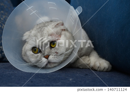 Comfy feline rests on couch while wearing a protective cone after veterinary visit Comfy feline rests on couch while wearing a protective cone after veterinary visit 140711124