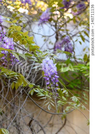 Wisteria genus of high woody climbing plants Fabaceae family known for large fragrant racemes 140711136