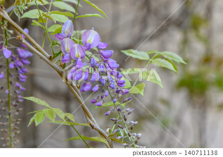 Wisteria genus of tall climbing subtropical plants Fabaceae family known for large cascading racemes 140711138