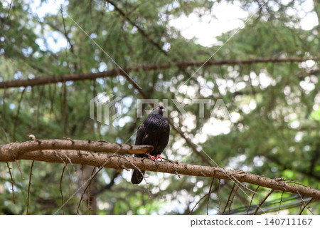 Rock dove Columba livia captured in a park area with predominantly black plumage possibly indicating Rock dove Columba livia captured in a park area with predominantly black plumage possibly indicating 140711167