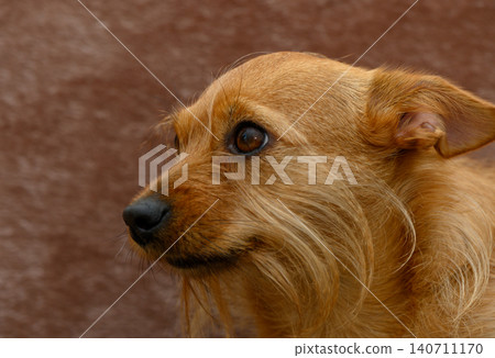 Charming small dog with reddish brown coat shaggy fur and expressive eyes Charming small dog with reddish brown coat shaggy fur and expressive eyes 140711170