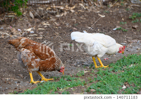 Chickens foraging together in a rustic farm setting during a sunny afternoon in early spring 140711183