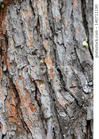 Detailed pine bark texture showing deep furrows and natural cracks earthy gray and brown tones Detailed pine bark texture showing deep furrows and natural cracks earthy gray and brown tones 140711190