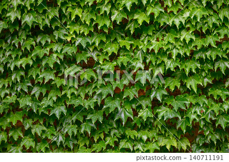 Boston ivy Parthenocissus tricuspidata dense green leaves on brick wall vertical garden creeper 140711191