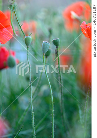 Vibrant poppy buds reaching towards the sun in a field awash with color during a serene spring afternoon Vibrant poppy buds reaching towards the sun in a field awash with color during a serene spring afternoon 140711197