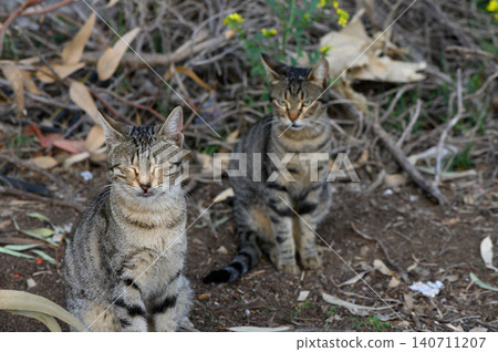Two playful cats resting on the ground amid foliage in a tranquil outdoor environment during a warm afternoon Two playful cats resting on the ground amid foliage in a tranquil outdoor environment during a warm afternoon 140711207