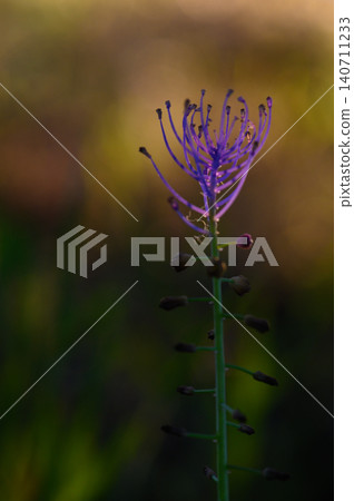 Beautiful purple flower in soft focus at dusk, showcasing intricate details in a serene natural setting 140711233