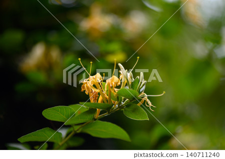 Japanese honeysuckle Lonicera japonica close up of highly fragrant flowers 140711240