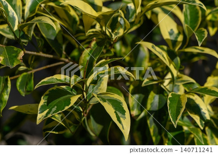 Variegated Japanese Privet leaf close up glossy dark green with cream yellow irregular margin Variegated Japanese Privet leaf close up glossy dark green with cream yellow irregular margin 140711241