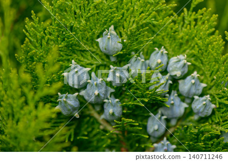 Close up of Oriental thuja Platycladus orientalis with unique blue green seed cones 140711246