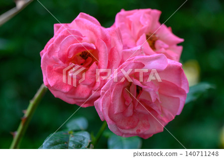 Bright pink double bloom rose with very full petals opening in waves Bright pink double bloom rose with very full petals opening in waves 140711248