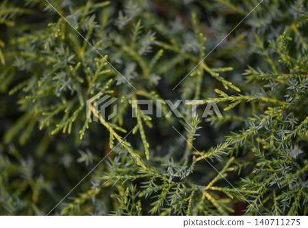 Macro detail of Chinese juniper showing blue green Macro detail of Chinese juniper showing blue green 140711275