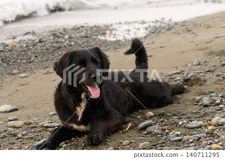 Playful black dog enjoying a sunny day on a rocky beach by the ocean waves Playful black dog enjoying a sunny day on a rocky beach by the ocean waves 140711295