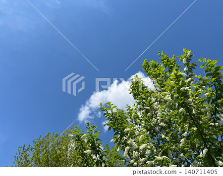Low angle view looking up through fresh green spring tree canopy into bright blue sky with clouds Low angle view looking up through fresh green spring tree canopy into bright blue sky with clouds 140711405