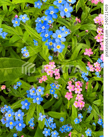 Top view of mixed blue and pink forget-me-not flowers blooming densely among green leaves in spring garden Top view of mixed blue and pink forget-me-not flowers blooming densely among green leaves in spring garden 140711409