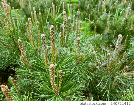 Closeup of young pine trees with fresh spring growth and elongated new shoots in green forest Closeup of young pine trees with fresh spring growth and elongated new shoots in green forest 140711412