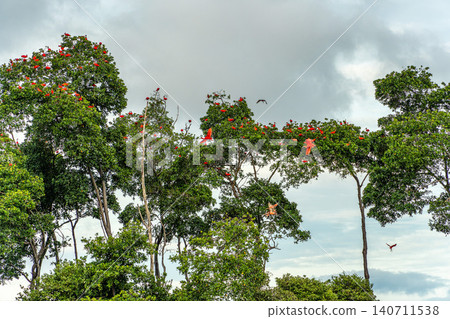 Scarlet ibis flying back home to their sleeping place, Revoada dos guaras on the Delta of the Parnaiba River in Brazil Scarlet ibis flying back home to their sleeping place, Revoada dos guaras on the Delta of the Parnaiba River in Brazil 140711538