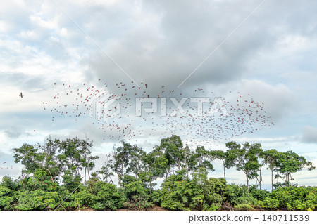 Scarlet ibis flying back home to their sleeping place, Revoada dos guaras on the Delta of the Parnaiba River in Brazil Scarlet ibis flying back home to their sleeping place, Revoada dos guaras on the Delta of the Parnaiba River in Brazil 140711539