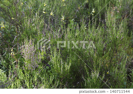 Blooming Pink Heather in a Sunlit Forest Clearing Blooming Pink Heather in a Sunlit Forest Clearing 140711544