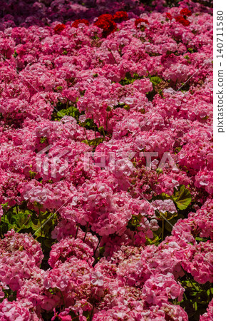 Beautiful pink geranium flowers blooming in summer garden with green leaves bright colorful floral nature background full frame 140711580