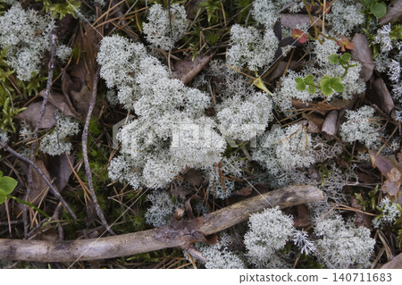 Spongy Lichen Tufts and Weathered Branch on Forest Floor Spongy Lichen Tufts and Weathered Branch on Forest Floor 140711683