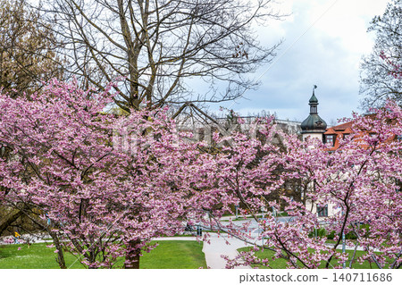 Cherry blossoms in Munich, Germany. Pink cherry blossoms with a blue and cloudy sky background. Spring in Germany. Cherry blossoms in Munich, Germany. Pink cherry blossoms with a blue and cloudy sky background. Spring in Germany. 140711686