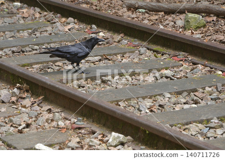 A crow perches on the abandoned railway line at Petite Ceinture in the 17th arrondissement of Paris (June 12, 2026) A crow perches on the abandoned railway line at Petite Ceinture in the 17th arrondissement of Paris (June 12, 2026) 140711726