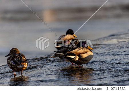 Mallard ducks standing in shallow river water during winter sunset. Group of wild waterfowl resting near ice edge at golden hour, beautiful close-up of feathers, winter wildlife photography. Mallard ducks standing in shallow river water during winter sunset. Group of wild waterfowl resting near ice edge at golden hour, beautiful close-up of feathers, winter wildlife photography. 140711881