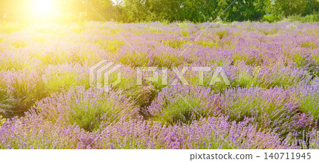 Scenic Blooming Lavender Landscape Lit by Soft Rising Sun Scenic Blooming Lavender Landscape Lit by Soft Rising Sun 140711945