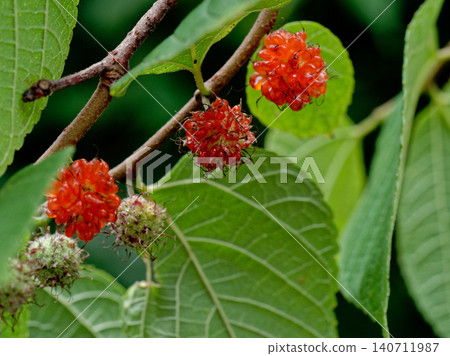 桑科紅聚合果 桑科紅聚合果 140711987