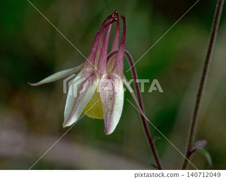 A perennial herb that blooms in the meadows of the mountains Ranunculaceae A perennial herb that blooms in the meadows of the mountains Ranunculaceae 140712049
