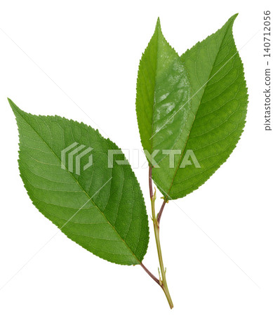 Green carved cherry leaf with distinct veins and serrated edge on isolated background 140712056