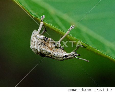 Weevils, Curculionidae Weevils, Curculionidae 140712107