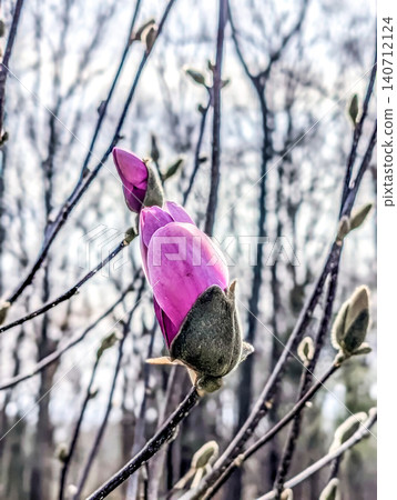 Pink Magnolia Flower Buds Emerging on Tree Branches During Early Spring Bloom Against Soft Sky Pink Magnolia Flower Buds Emerging on Tree Branches During Early Spring Bloom Against Soft Sky 140712124